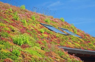 Eine schräge Fläche, die sehr dicht mit vielen Pflanzen in verschiedenen Grün-, Gelb- und Rottönen bewachsen ist. Durch 2 Fenster in der Fläche erkennt man, dass es sich um ein Dach handelt.