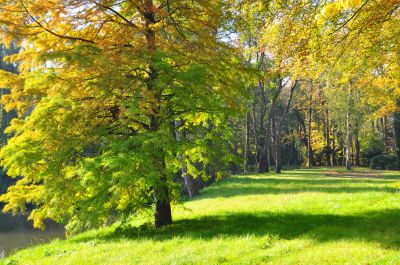 Baum im Herbst auf Friedhof