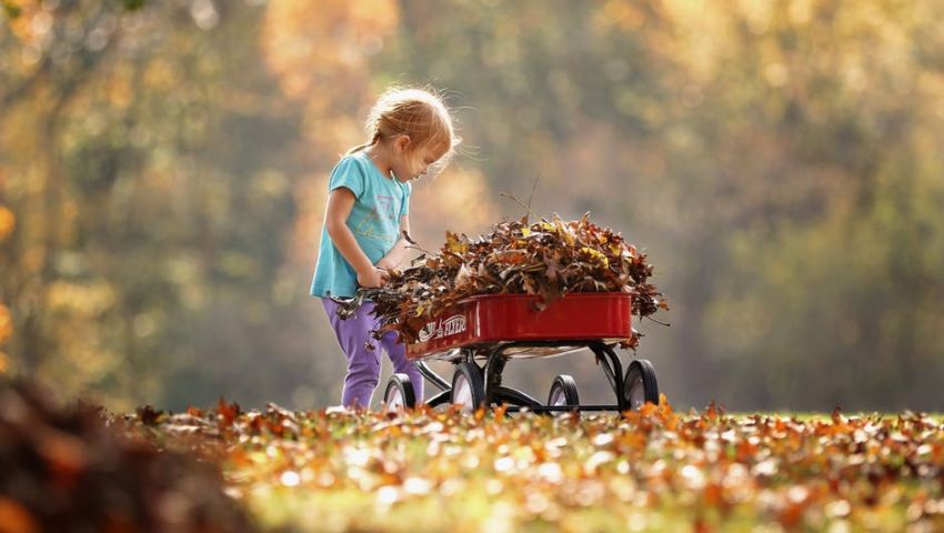 Mädchen sammelt in Schubkarre Herbstlaub